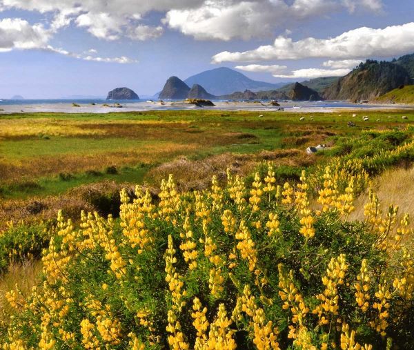 Oregon Landscape of yellow lupine and beach